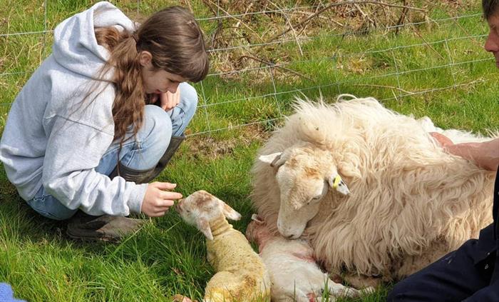 Lambing Experience Day